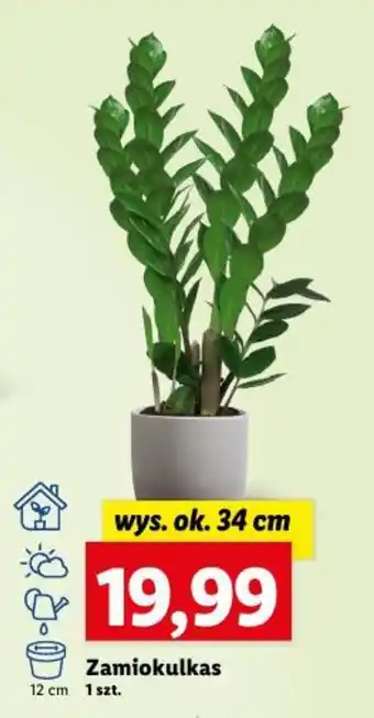Lidl Zamiokulkas 1 szt. oferta