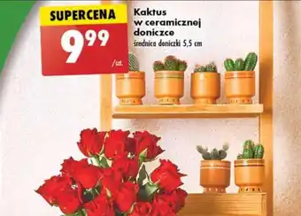Biedronka Kaktus w ceramicznej doniczce oferta