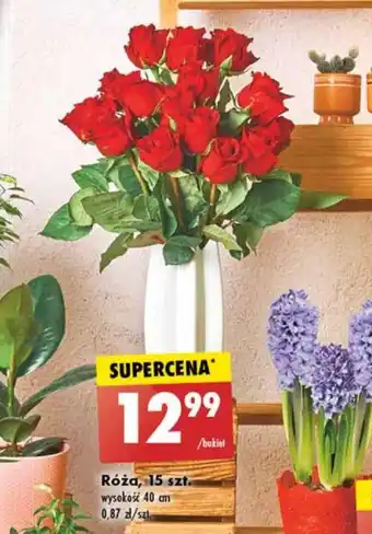Biedronka Róża, 15 szt. oferta
