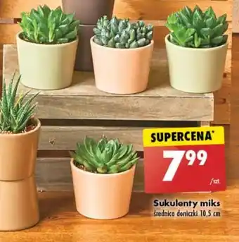Biedronka Sukulenty miks szt. oferta
