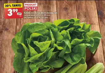 Biedronka Sałata masłowa doniczkowa, szt. oferta