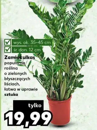 Kaufland Zamiokulkas ok oferta