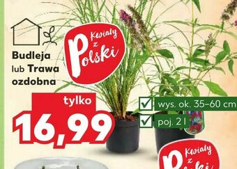 Kaufland Budleja. lub. Trawa ozdobna oferta