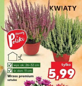 Kaufland Wrzos premium oferta