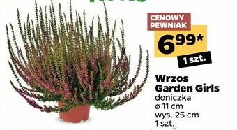 Netto Wrzos Garden Girls oferta