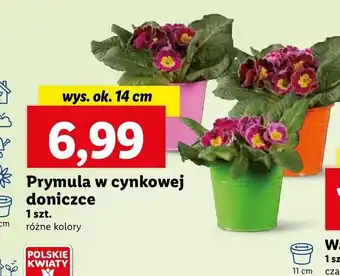 Prymula polskie kwiaty