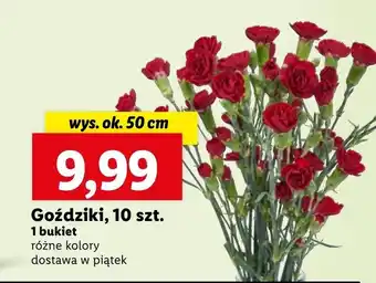 Lidl Goździki oferta