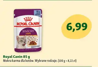 Maxi Zoo Karma dla kota royal canin oferta