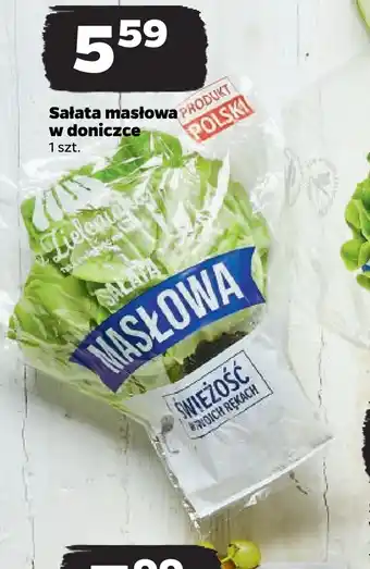 Netto Sałata masłowa w doniczce oferta
