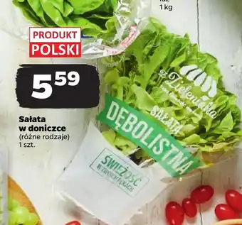 Netto Sałata w doniczce oferta