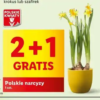 Lidl Polskie narcyzy 1 szt. oferta
