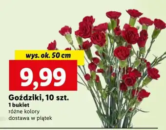 Lidl Goździki, 10 szt. oferta
