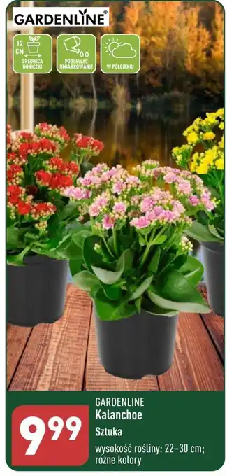 ALDI Kalanchoe gardenline oferta