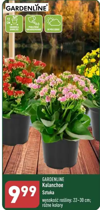 ALDI Kalanchoe Sztuka oferta