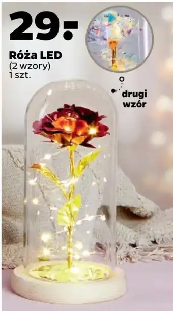 Netto Róża LED 1 szt. oferta
