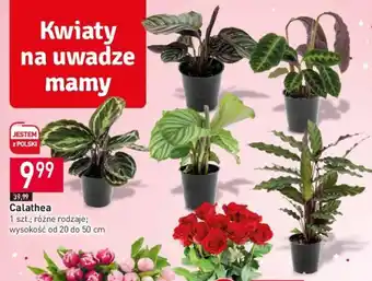 Stokrotka Calathea 1 szt. oferta