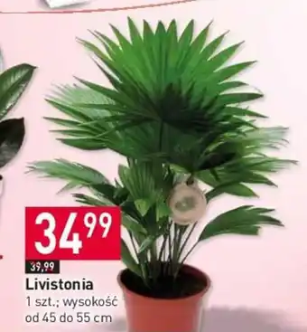 Stokrotka Livistonia 1 szt. oferta