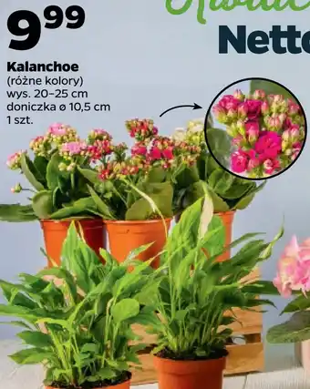 Netto Kalanchoe oferta