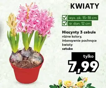 Kaufland Hiacynty 3 cebule oferta