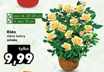Kaufland Róża oferta
