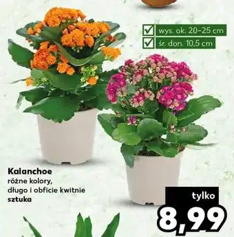 Kaufland Kalanchoe oferta