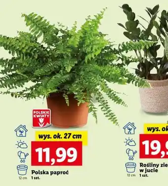 Lidl Polska paproć 1 szt. oferta