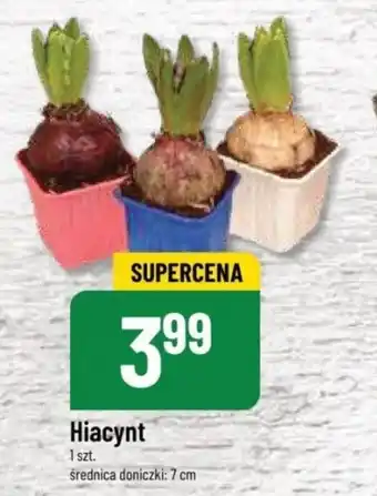 Polomarket Hiacynt 1 szt. oferta