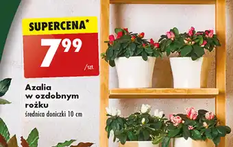 Azalia w ozdobnym rożku