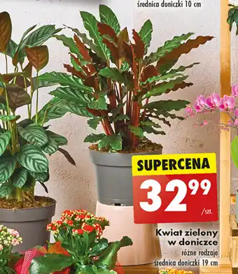 Biedronka Kwiat zielony w doniczce oferta