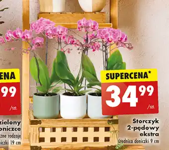 Biedronka Storczyk 2-pędowy ekstra oferta