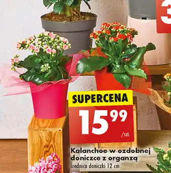 Biedronka Kalanchoe w ozdobnej doniczce z organzą oferta