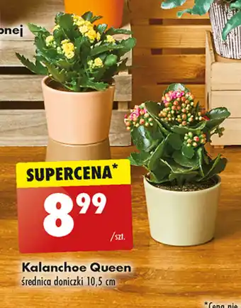 Biedronka Kalanchoe Queen oferta