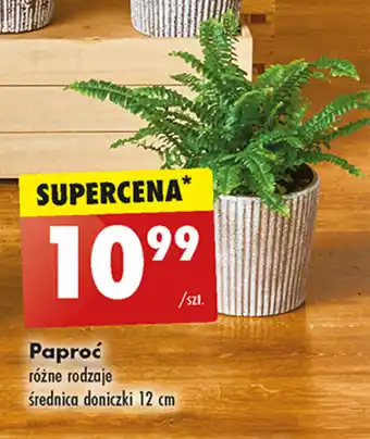 Biedronka Paproć oferta