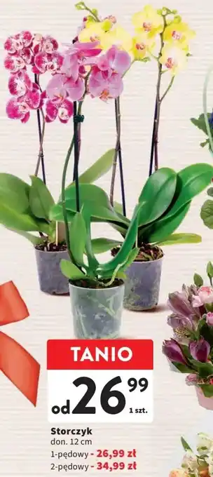 Intermarche Storczyk 1-pędowy oferta