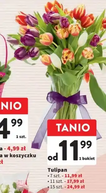 Intermarche Tulipan 7szt oferta