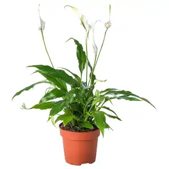 IKEA Spathiphyllum Roślina doniczkowa, Lilia pokoju, 12 cm oferta