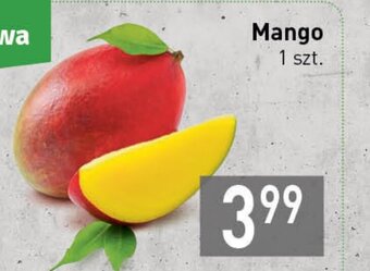 Stokrotka Mango 1szt. oferta