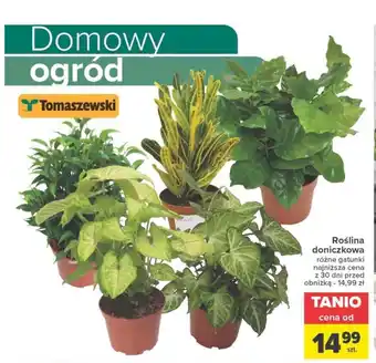 Carrefour Roślina doniczkowa oferta