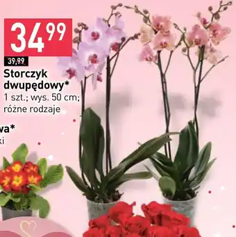 Stokrotka Market Storczyk oferta