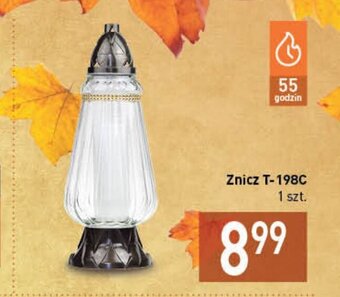 Stokrotka Znicz T-198C oferta