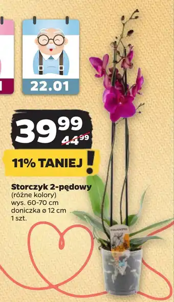 Netto Storczyk 2-pędowy oferta