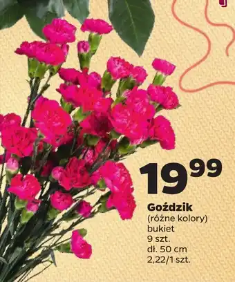 Netto Goździk 9 szt. oferta