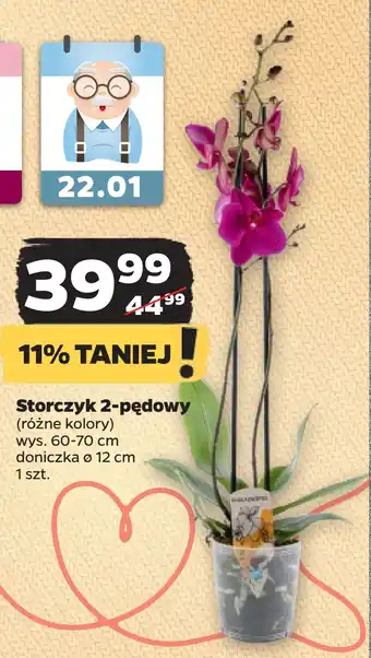 Netto Storczyk 2-pędowy oferta