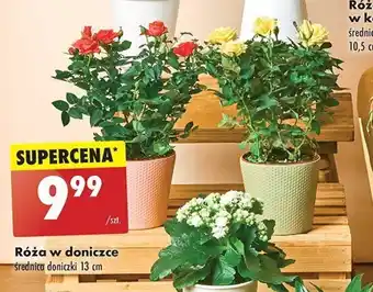 Biedronka Róża w doniczce oferta