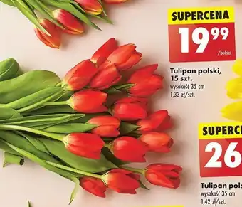 Biedronka Tulipan polski, 15 szt. oferta