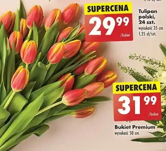 Biedronka Tulipan polski, 24 szt. oferta