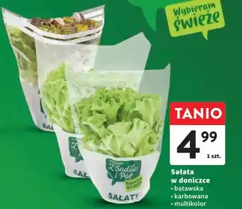 Intermarche Sałata w doniczce oferta