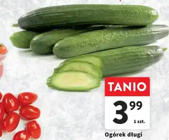 Intermarche Ogórek długi oferta