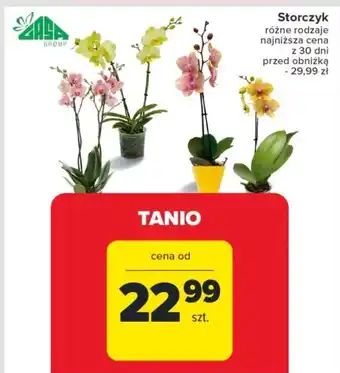 Carrefour Market Storczyk szt. oferta