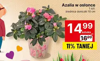 Azalia w osłonce 1 szt.